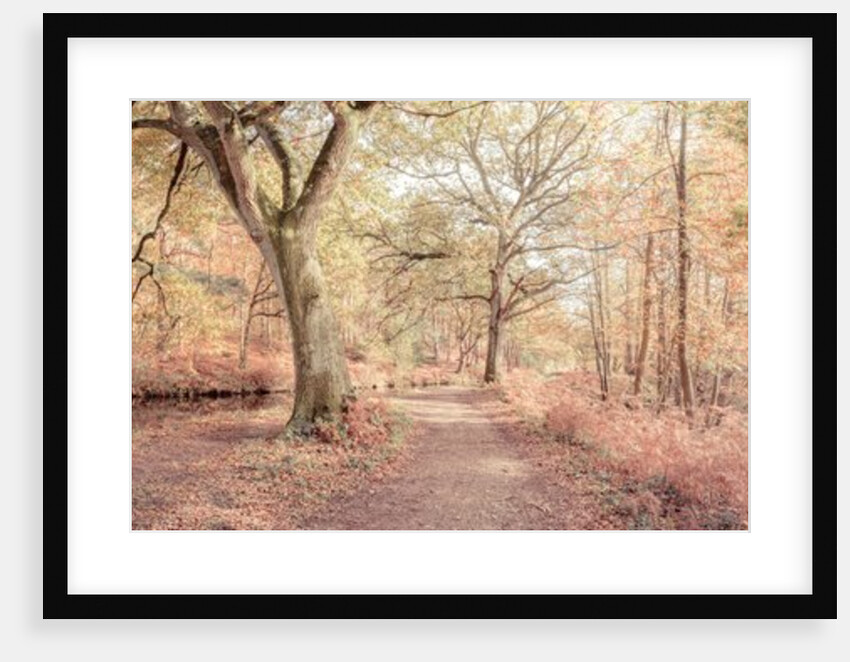 Pathway by canal in Forest by Assaf Frank